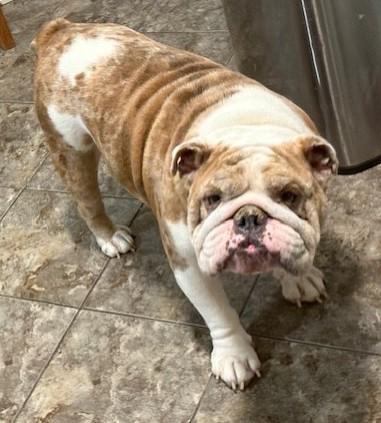 Enlarge Chapo, an adoptable English Bulldog in Pasco, WA image 5/6