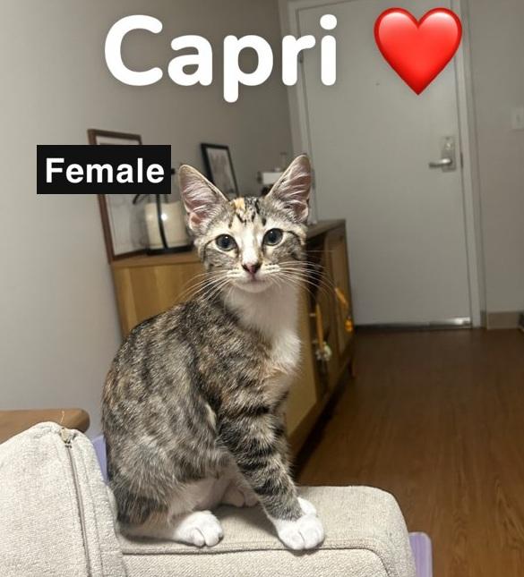 Enlarge Calvin and Capri (Reduced adoption fee), an adopted Domestic Short Hair in Melrose, MA image 5/6