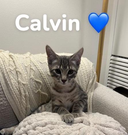 Enlarge Calvin and Capri (Reduced adoption fee), an adopted Domestic Short Hair in Melrose, MA image 4/6