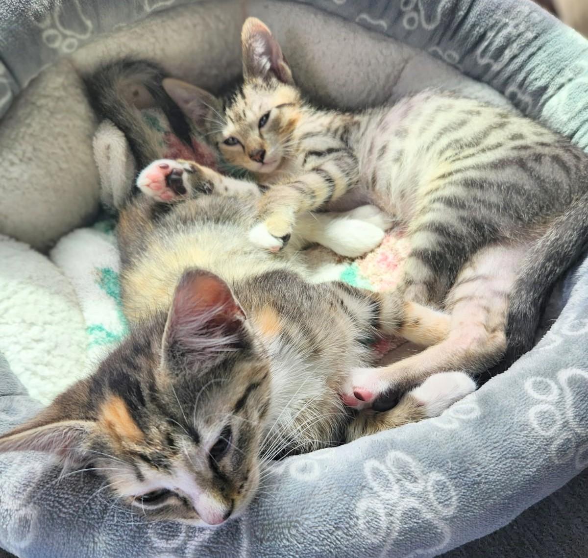 Enlarge Calvin and Capri (Reduced adoption fee), an adopted Domestic Short Hair in Melrose, MA image 3/6