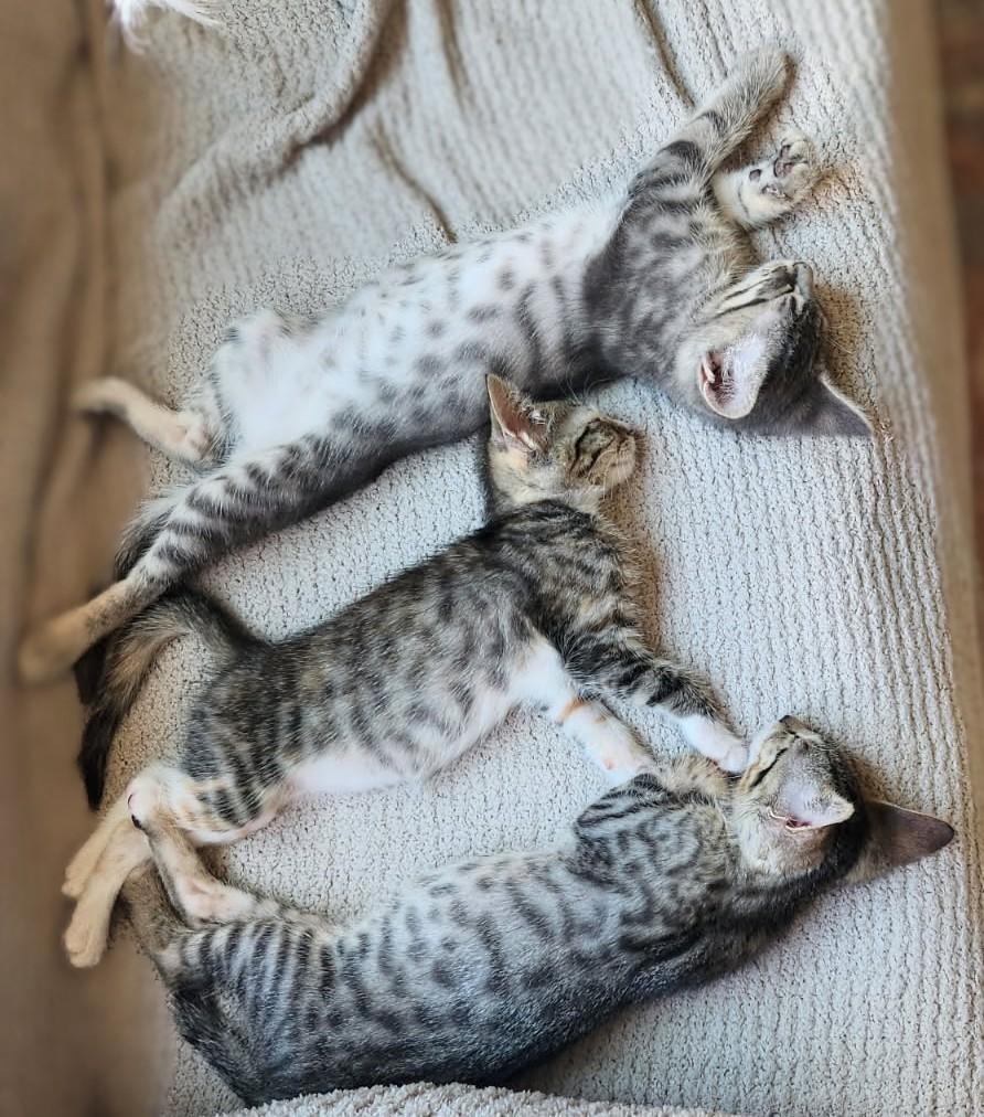 Enlarge Calvin and Capri (Reduced adoption fee), an adopted Domestic Short Hair in Melrose, MA image 2/6