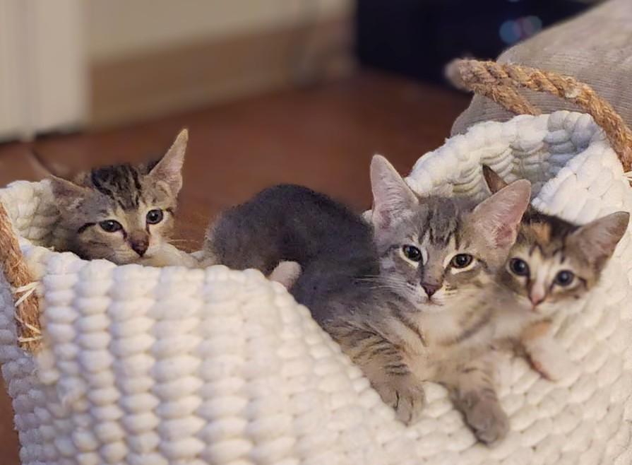Calvin and Capri (Reduced adoption fee), adopted, Kitten Male Domestic Short Hair.
