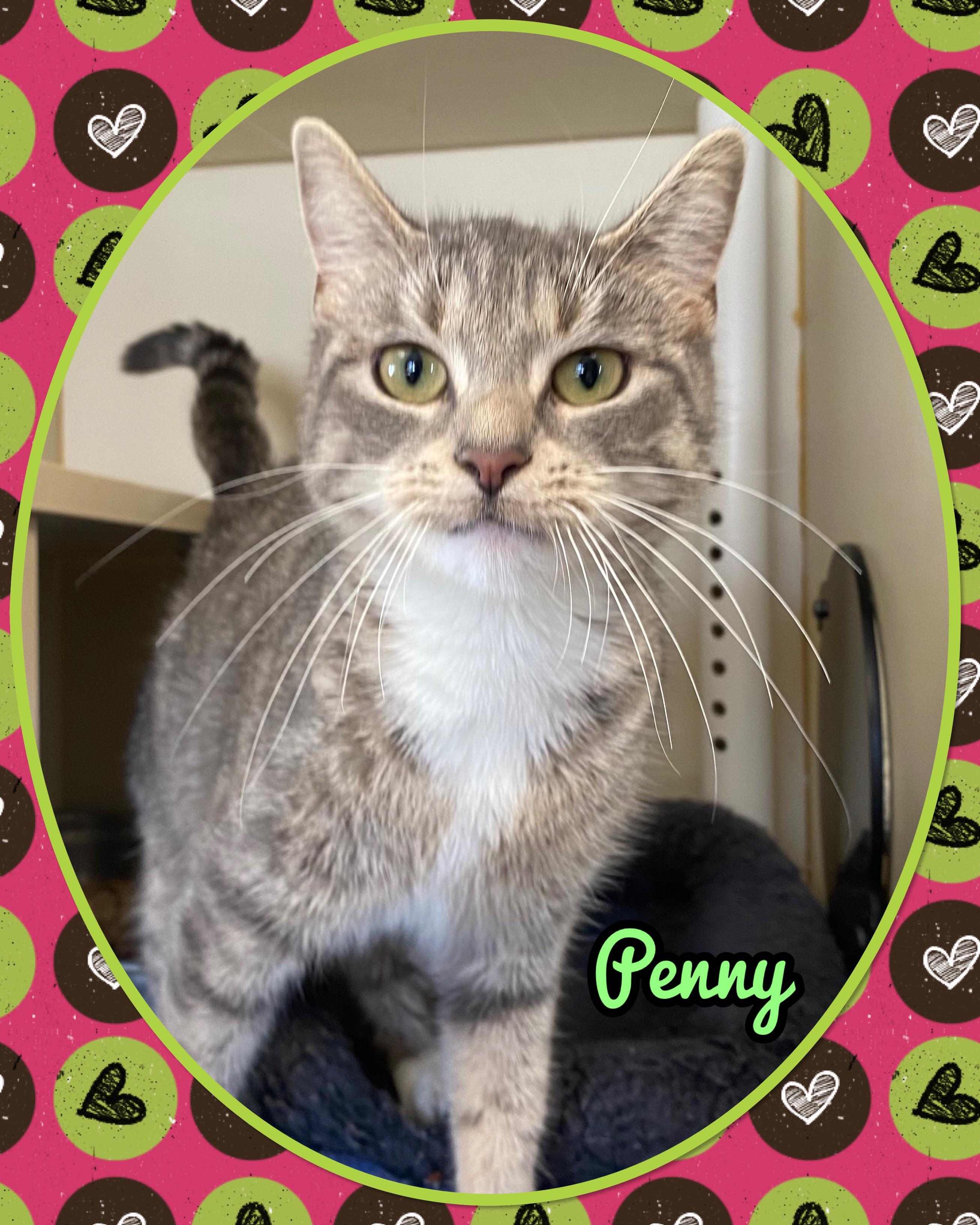 Penny, ADOPTABLE, Adult Female Domestic Short Hair.