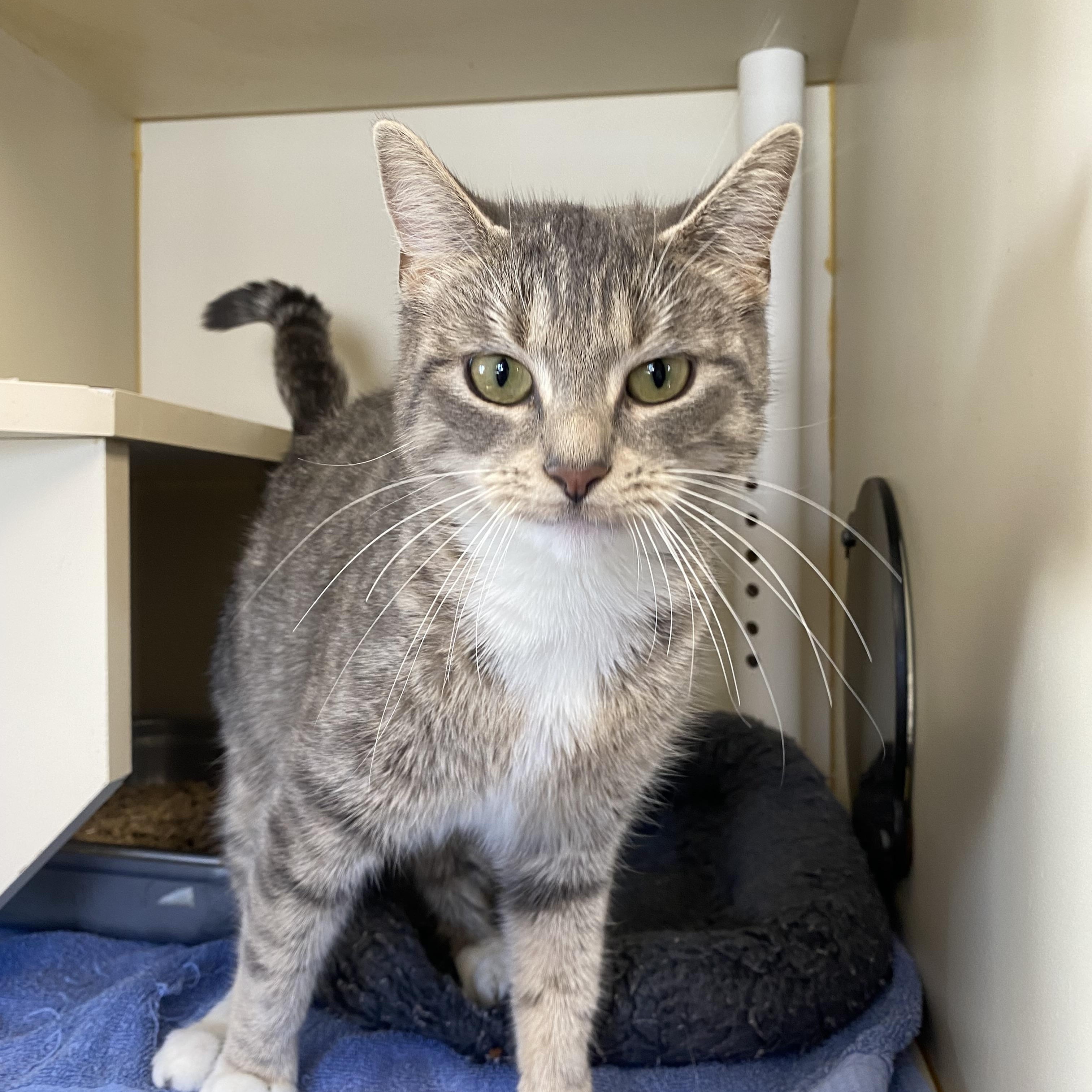 Enlarge Penny, an adoption pending Domestic Short Hair in Somerset, NJ image 2/3