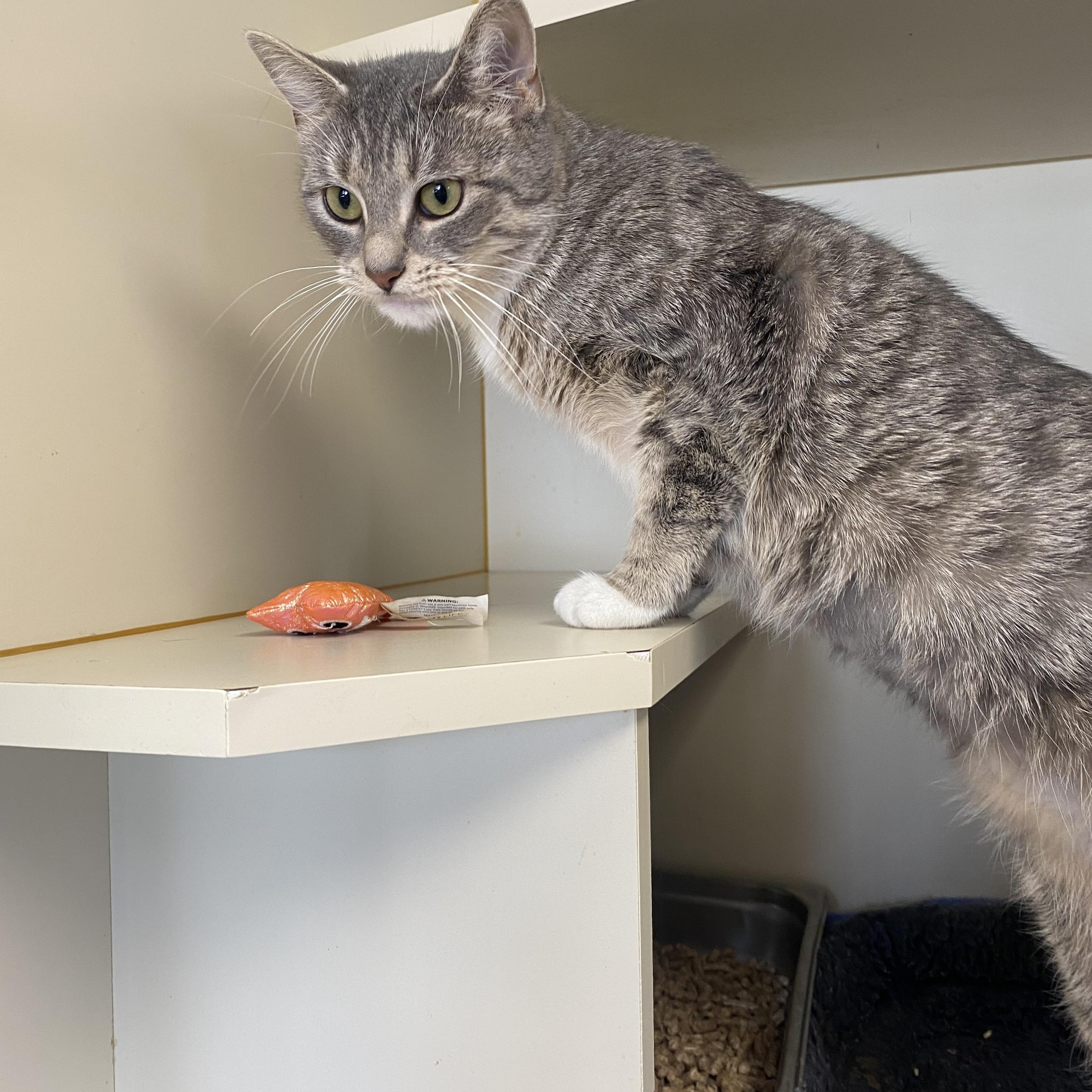 Enlarge Penny, an adoption pending Domestic Short Hair in Somerset, NJ image 3/3