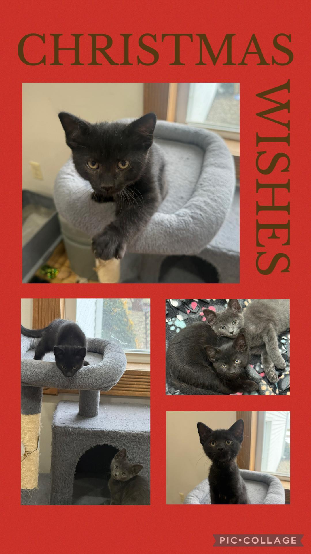 Bolt (SC), ADOPTABLE, Kitten Male Domestic Short Hair.