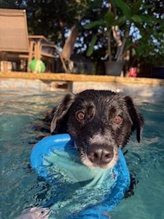Enlarge Juno #1215, a Adoptable Border Collie in Allen, TX image 6/6