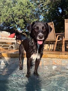 Enlarge Juno #1215, a Adoptable Border Collie in Allen, TX image 5/6