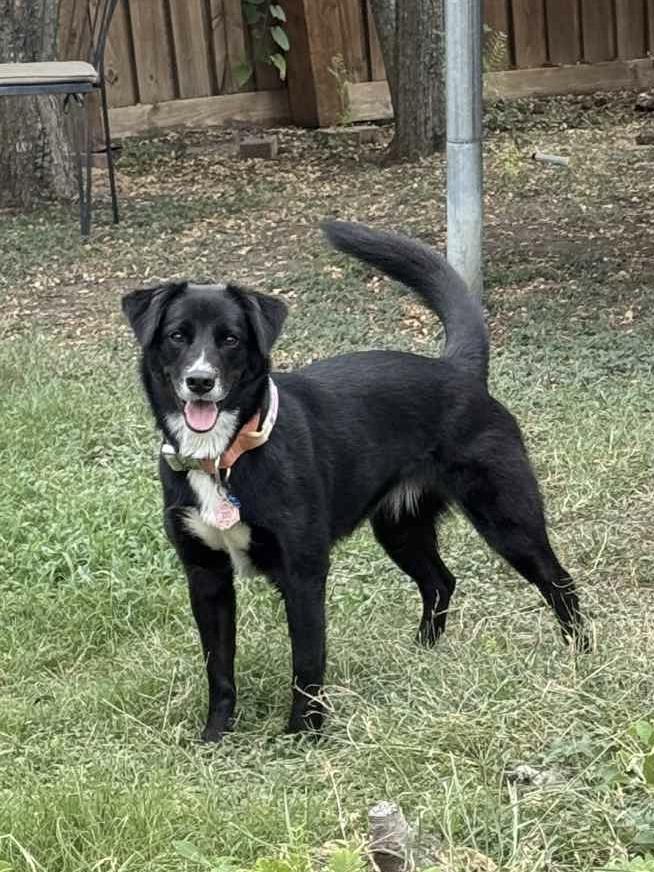 Enlarge Juno #1215, a Adoptable Border Collie in Allen, TX image 3/6