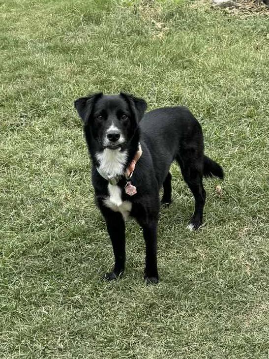 Enlarge Juno #1215, a Adoptable Border Collie in Allen, TX image 1/6