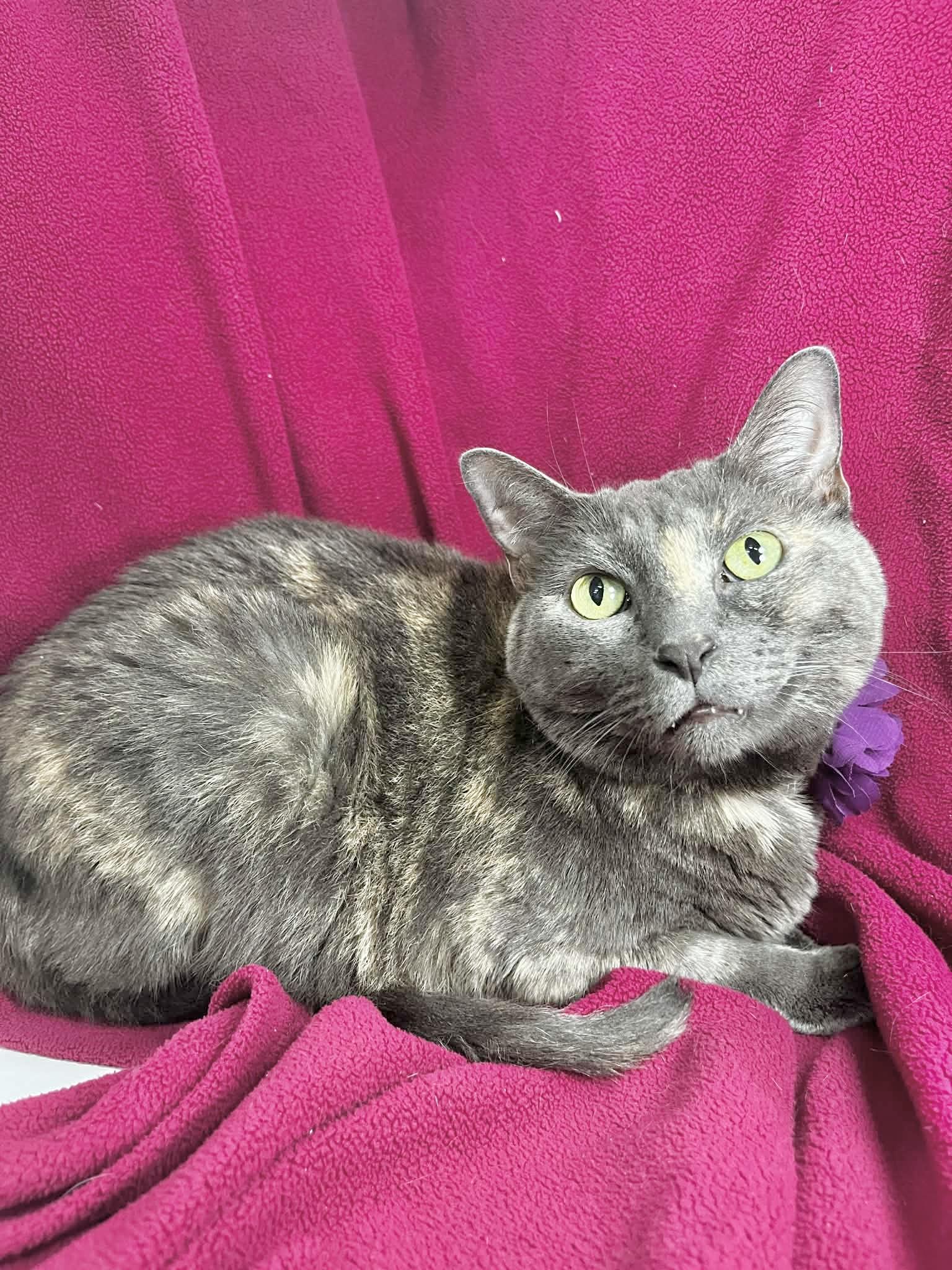 Luna , a ADOPTABLE Dilute Calico in Tavares, FL image 1/2