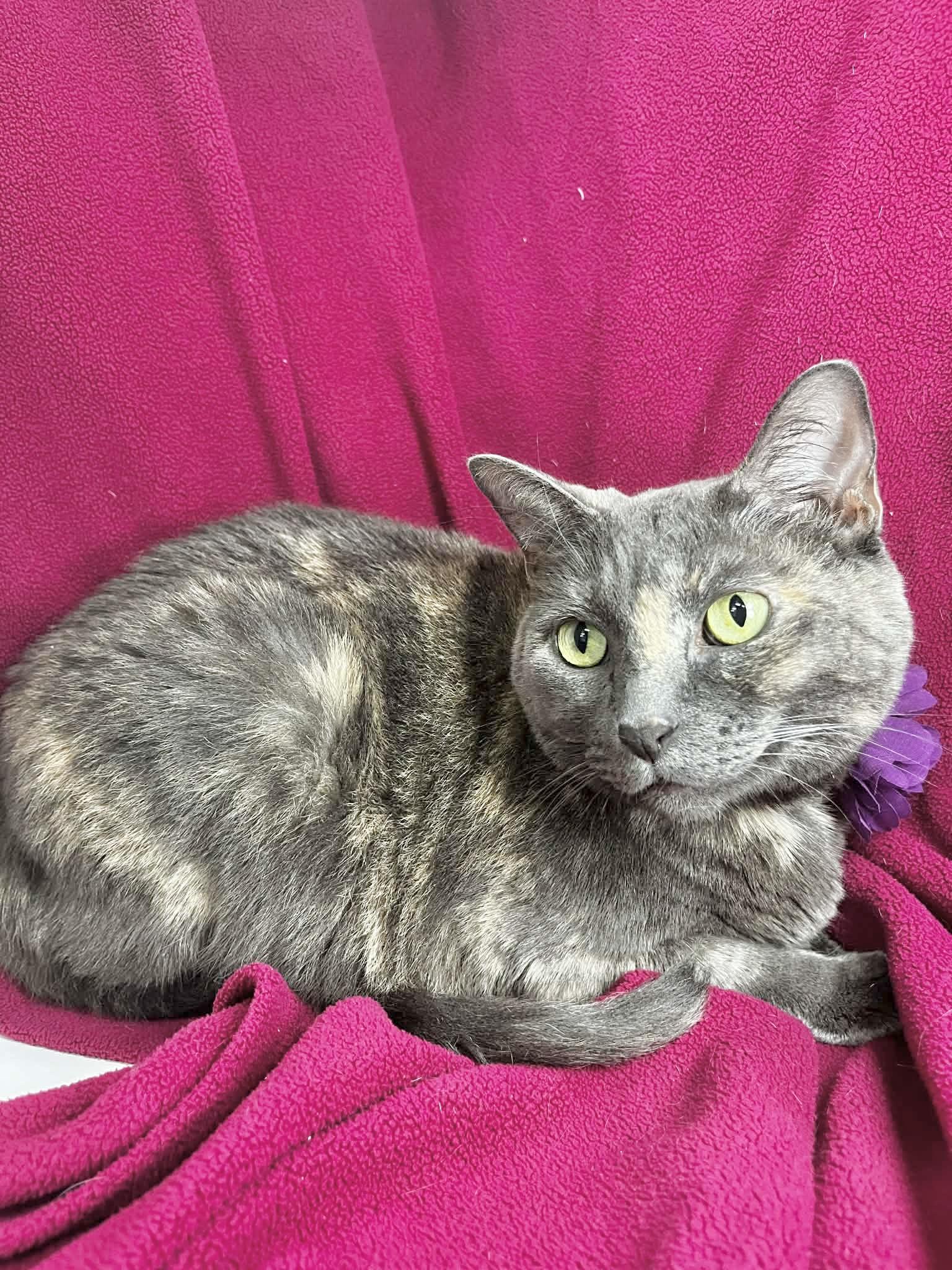 Luna , a ADOPTABLE Dilute Calico in Tavares, FL image 2/2