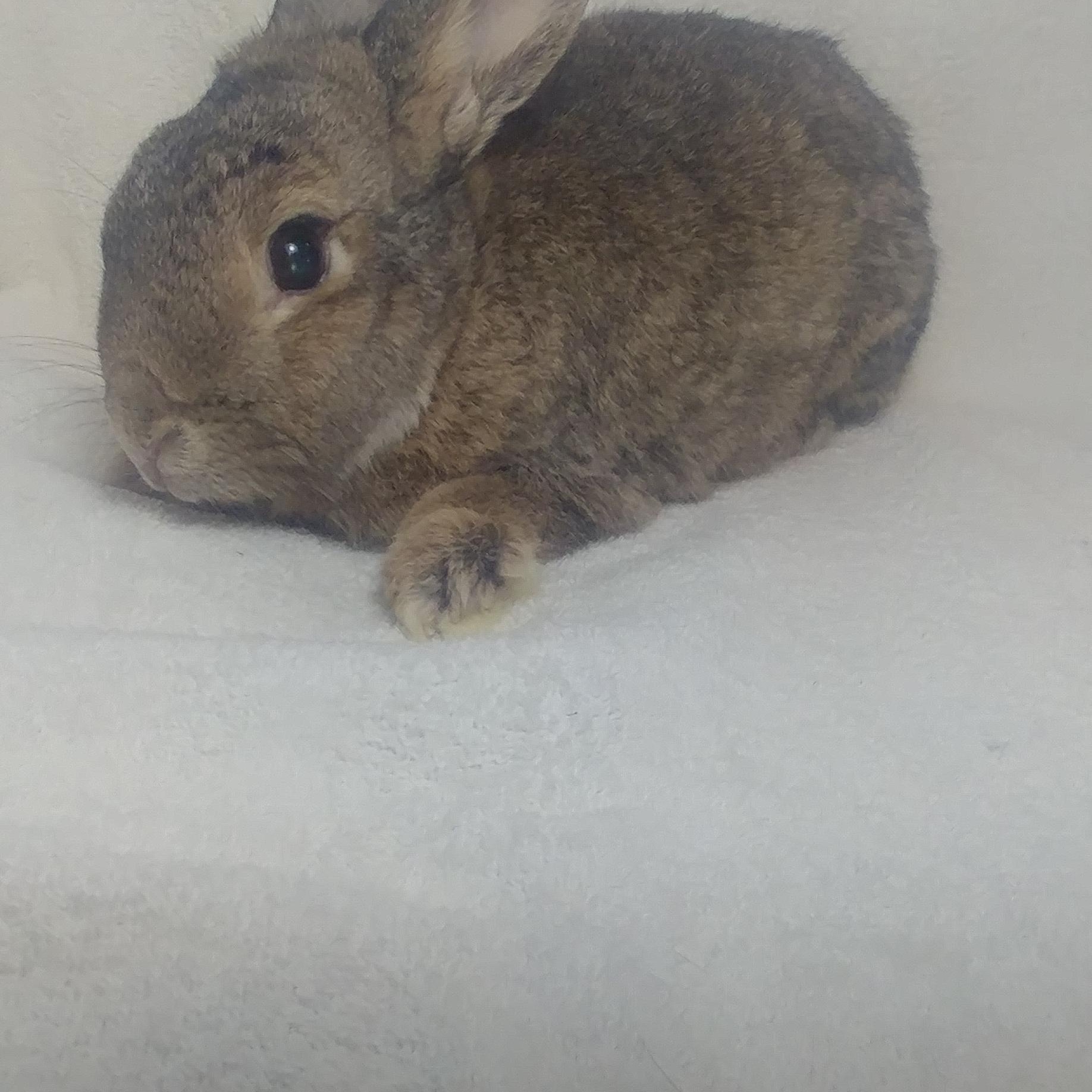 Enlarge Hadley , a Adoptable Bunny Rabbit in Lake Elsinore, CA image 2/5