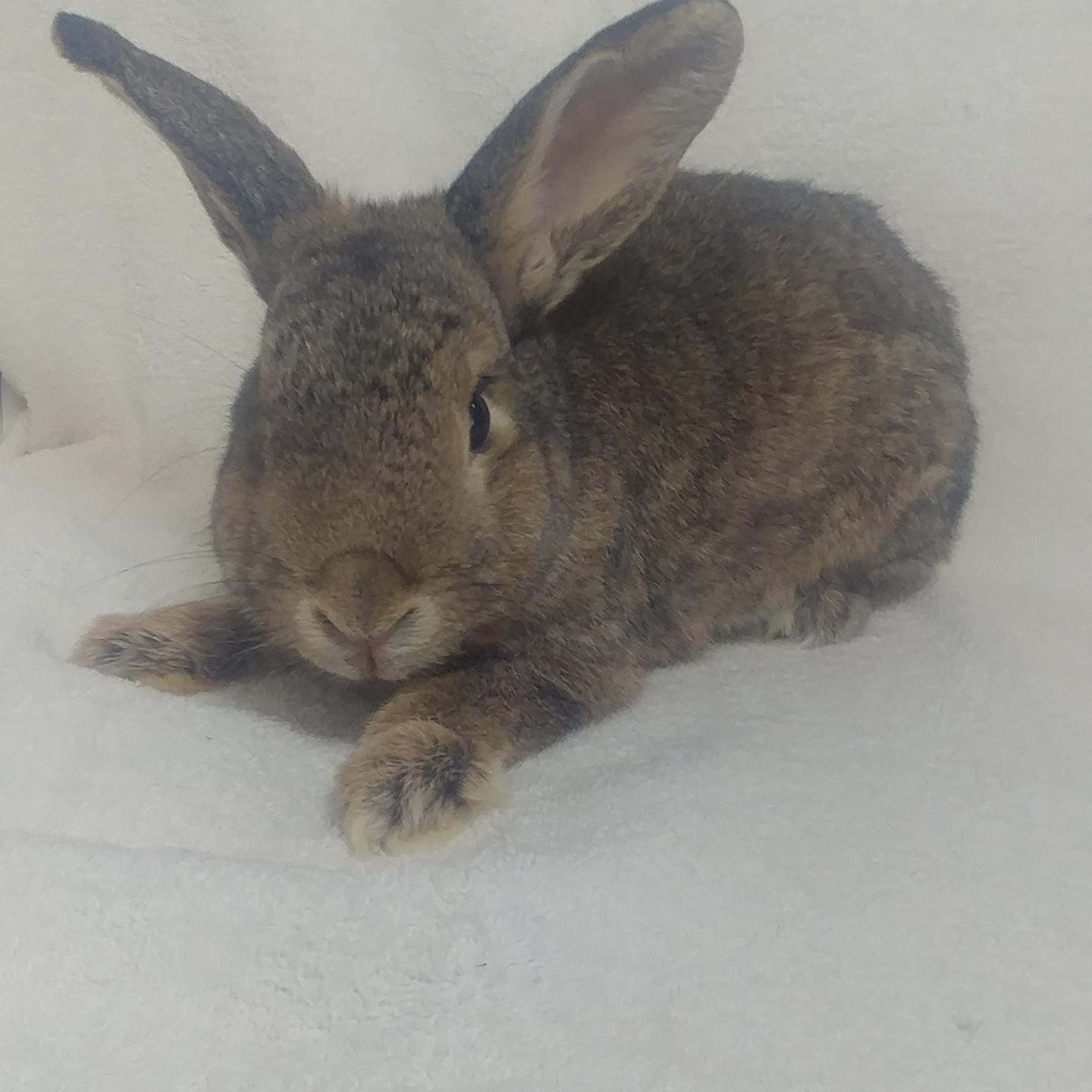 Hadley , Adoptable, Senior Female Bunny Rabbit.