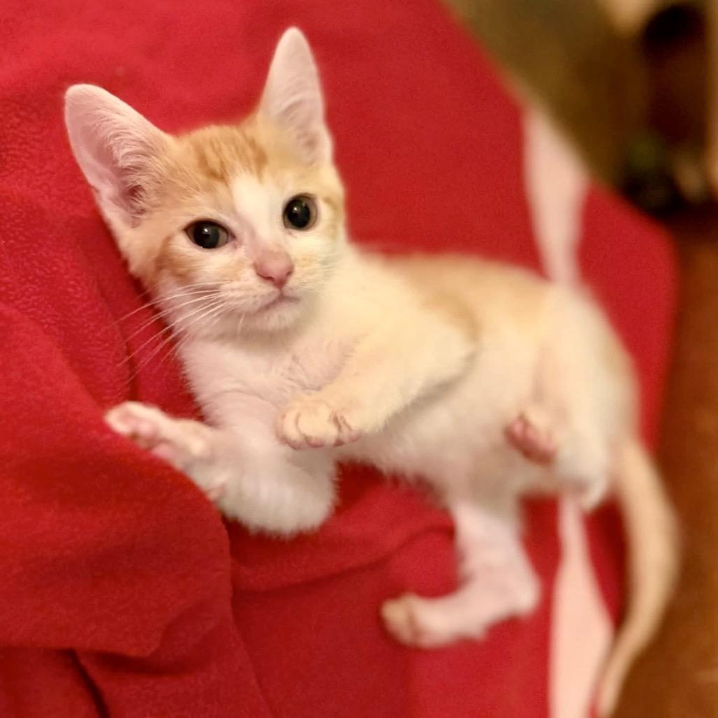 Enlarge Dash, a Adoptable Domestic Short Hair in St Joseph, MO image 1/1