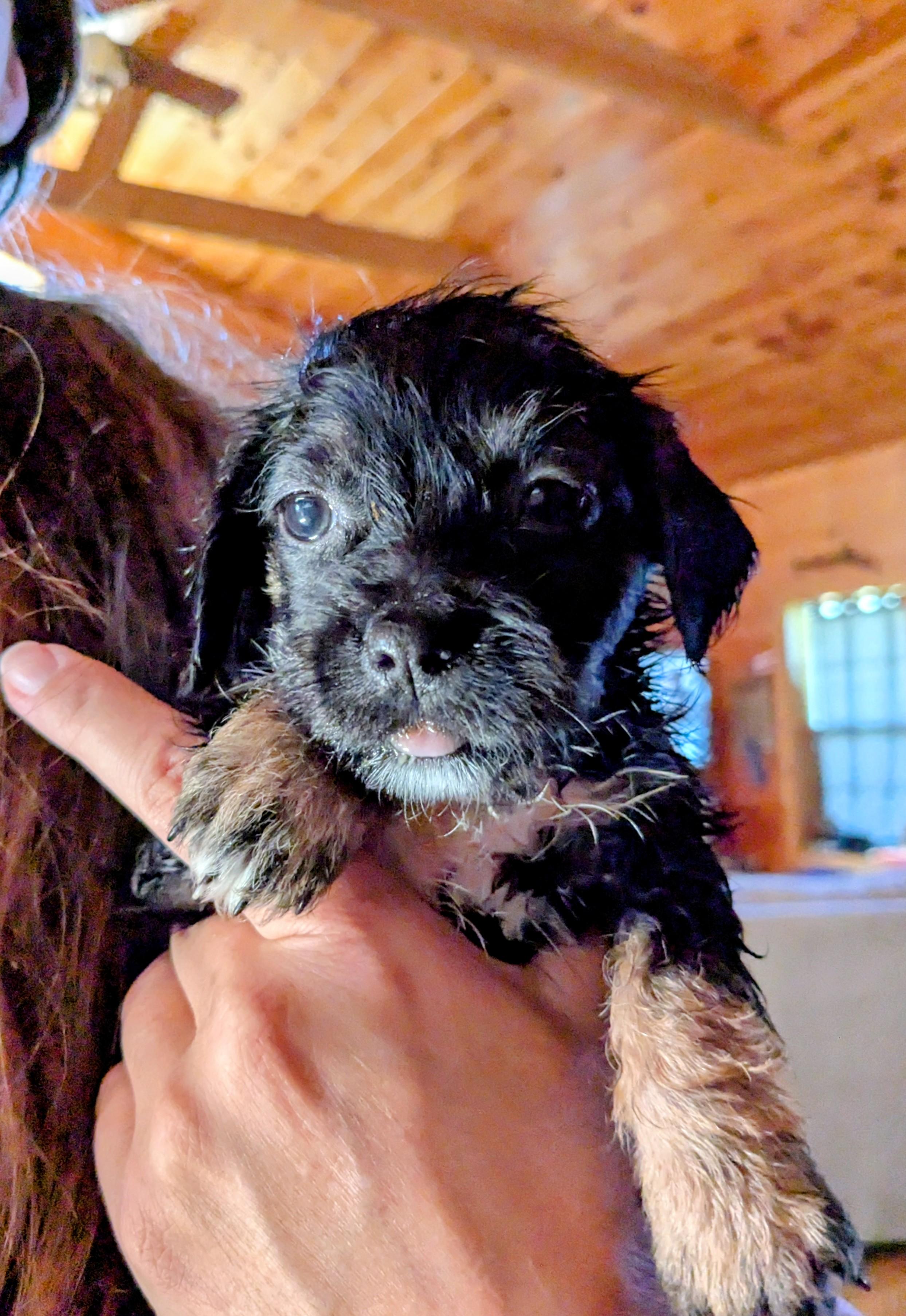 Ipsy, a Adopted mixed breed in Richmond, KY image 1/6