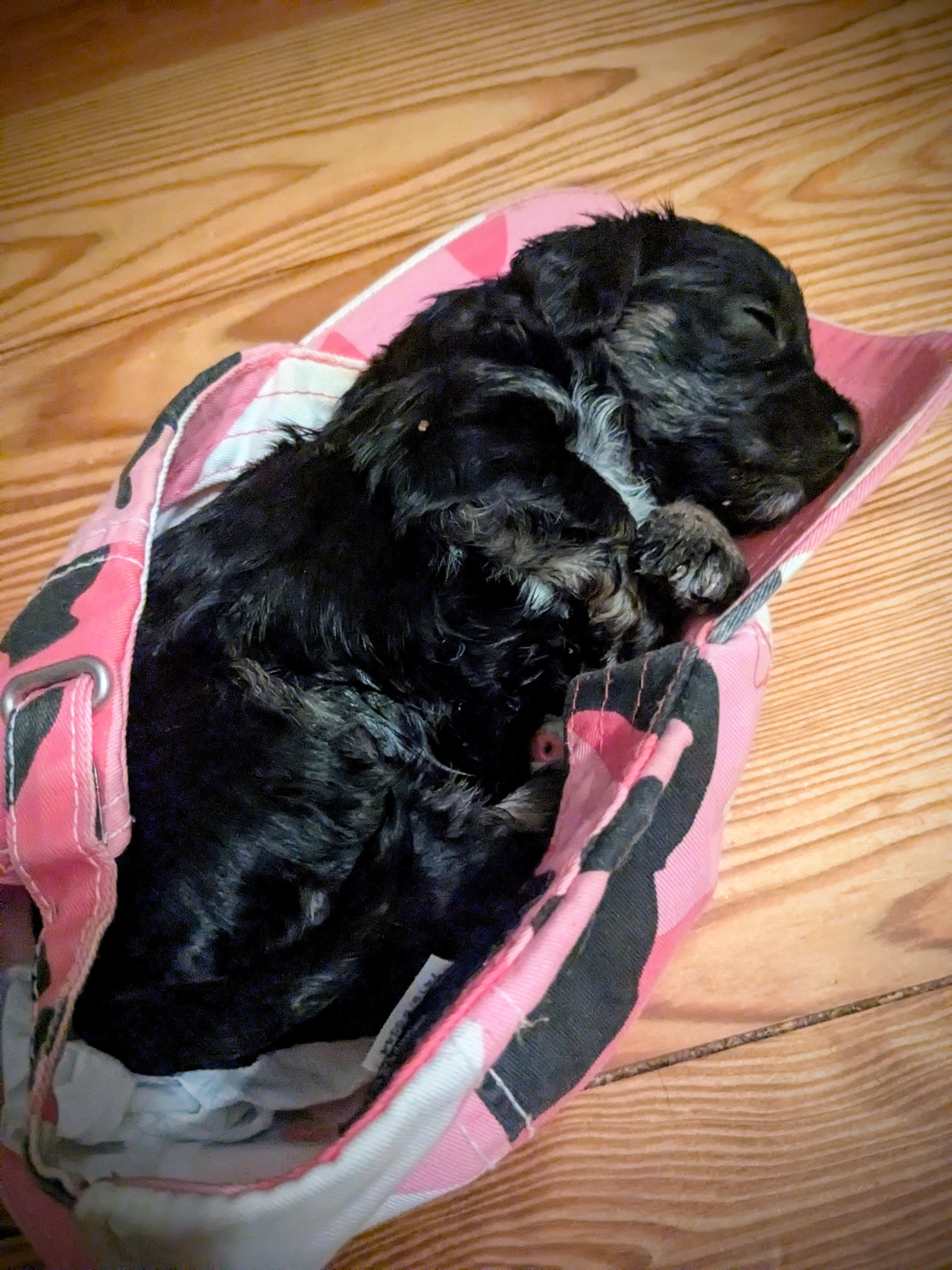 Ipsy, a Adopted mixed breed in Richmond, KY image 2/6