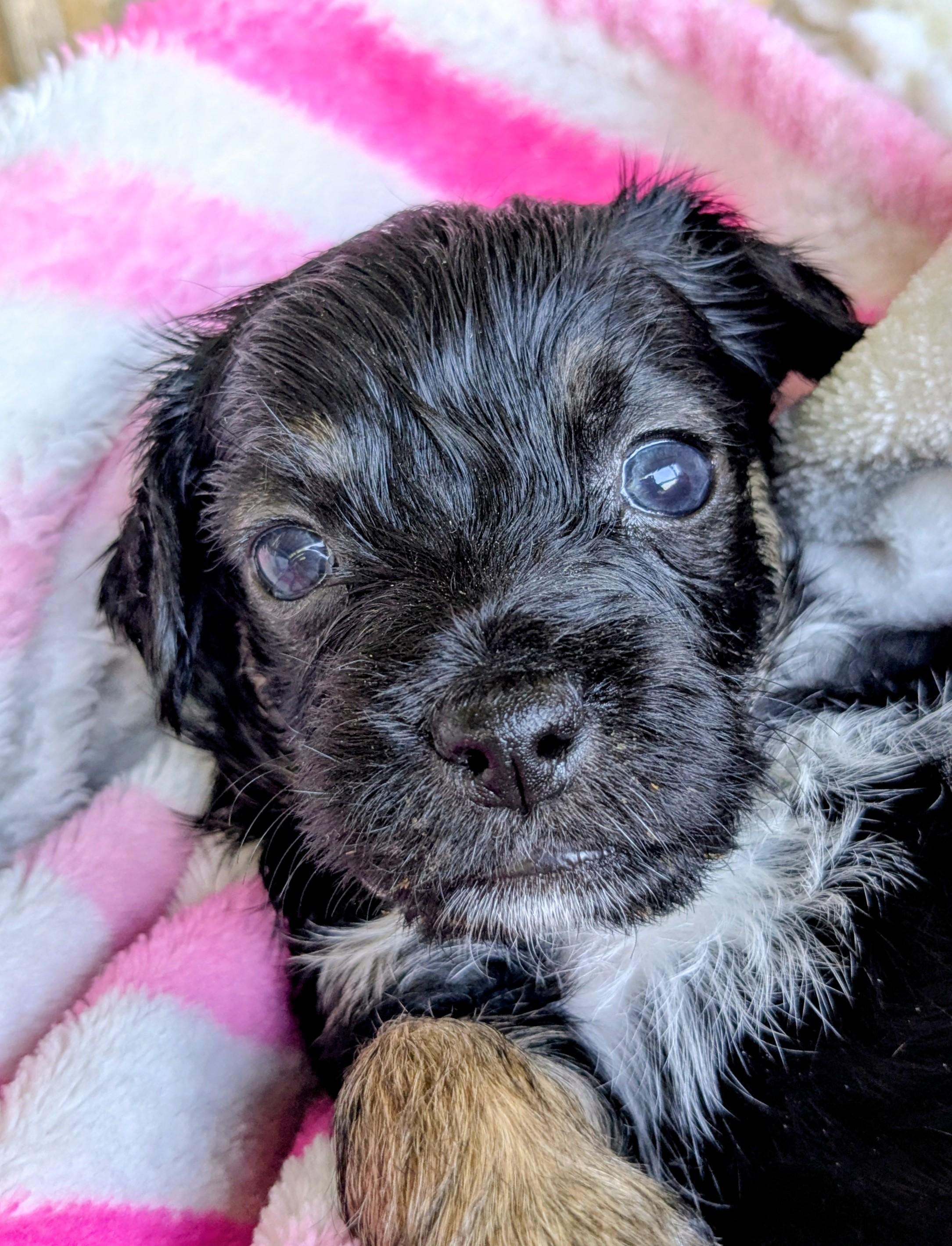 Ipsy, a Adopted mixed breed in Richmond, KY image 3/6