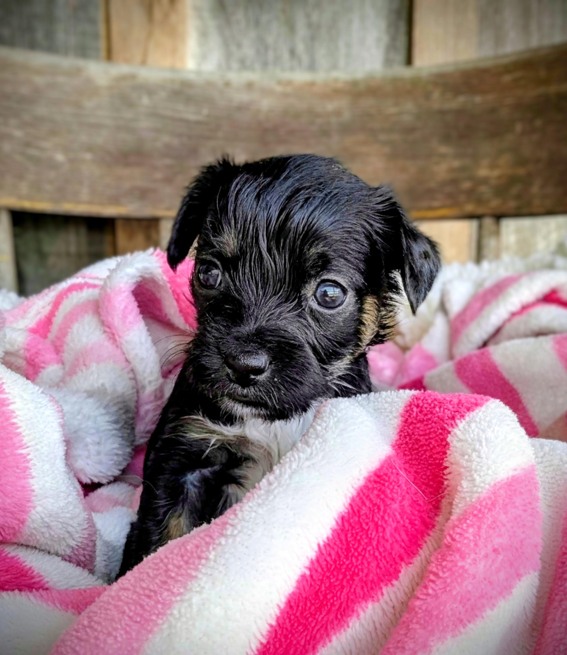 Ipsy, a Adopted mixed breed in Richmond, KY image 4/6