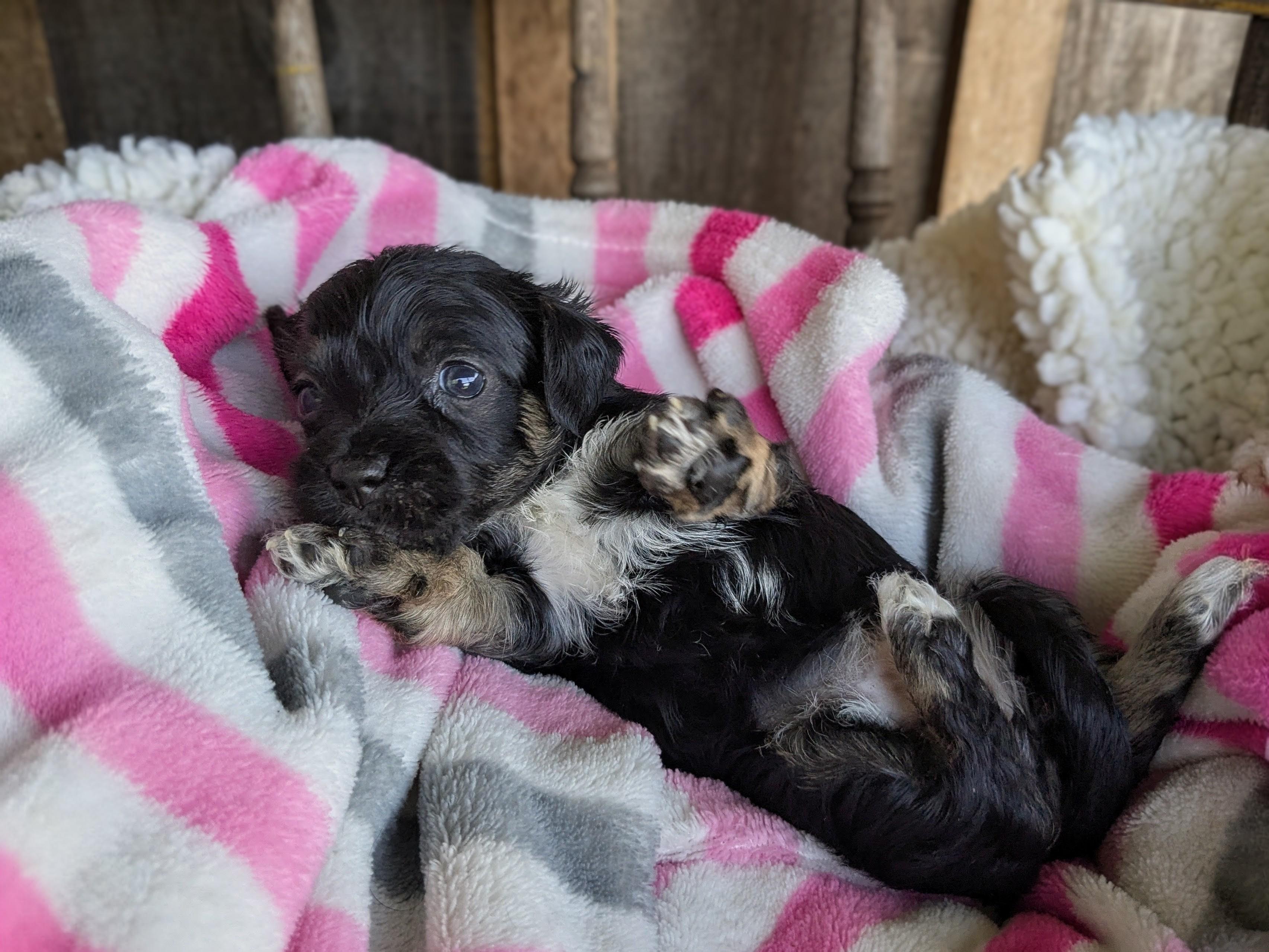 Ipsy, a Adopted mixed breed in Richmond, KY image 5/6