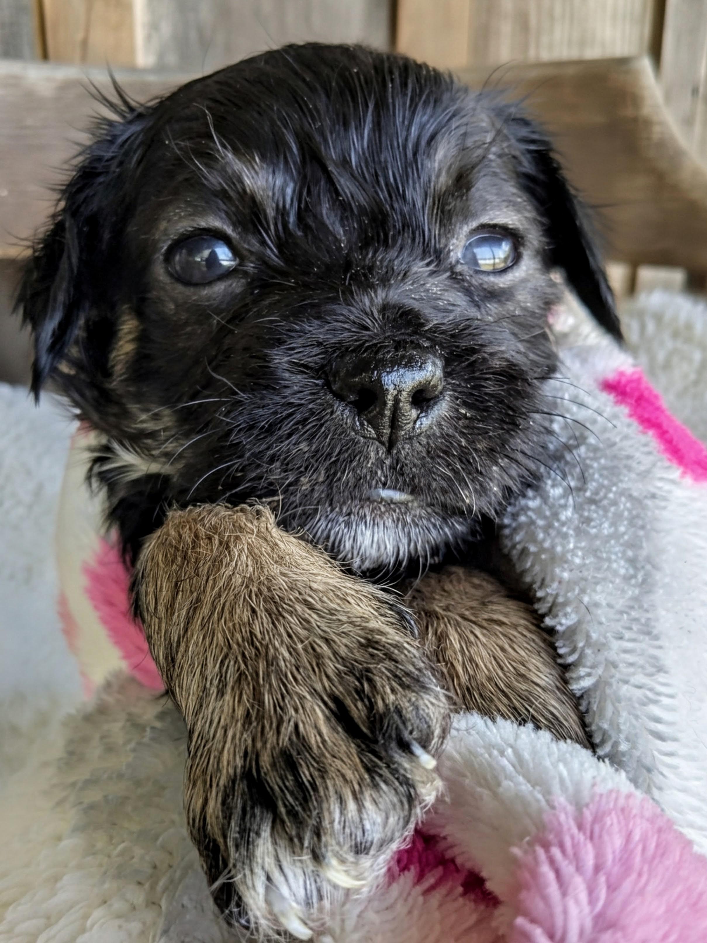 Ipsy, a Adopted mixed breed in Richmond, KY image 6/6