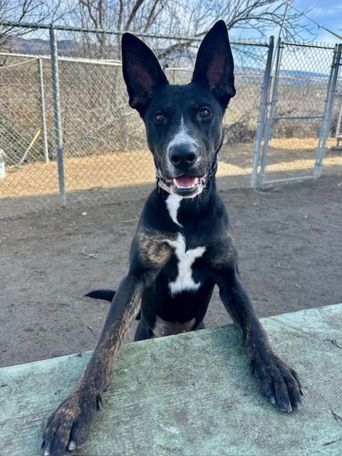 Enlarge Phoebe, a ADOPTABLE mixed breed in Jacksonville, OR image 2/6