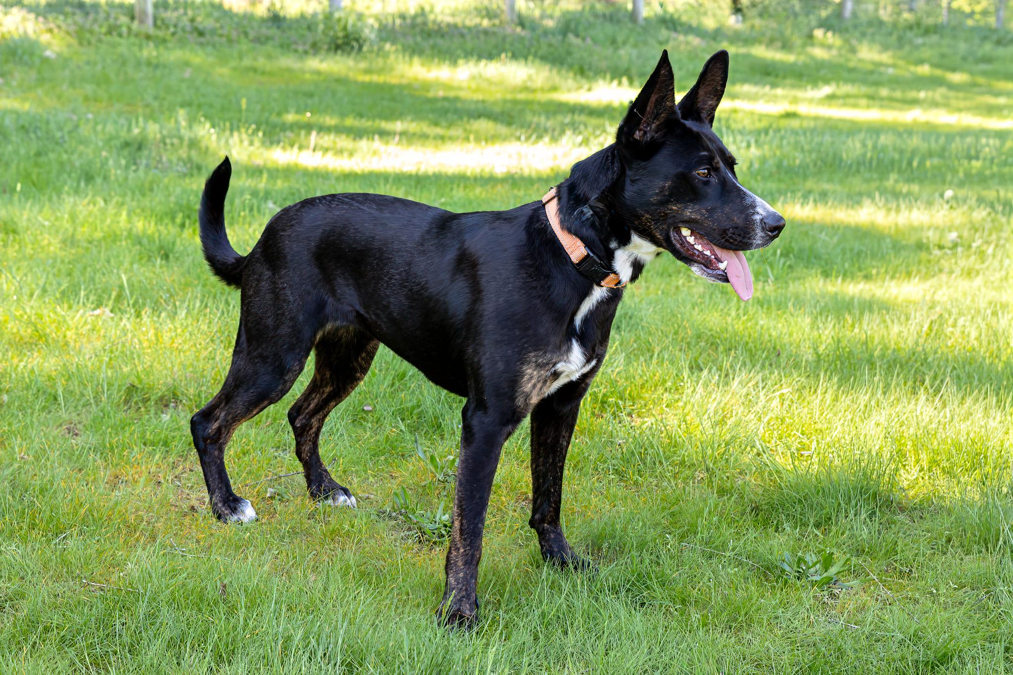 Enlarge Phoebe, a ADOPTABLE mixed breed in Jacksonville, OR image 3/6