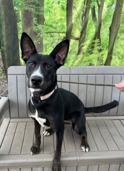 Enlarge Phoebe, a ADOPTABLE mixed breed in Jacksonville, OR image 6/6