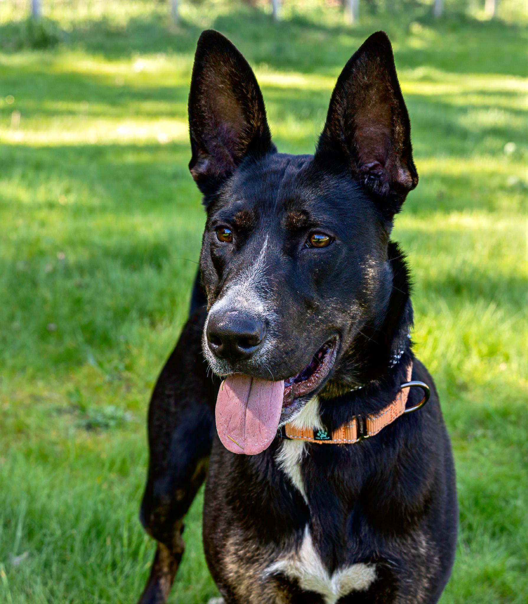 Enlarge Phoebe, a ADOPTABLE mixed breed in Jacksonville, OR image 1/6