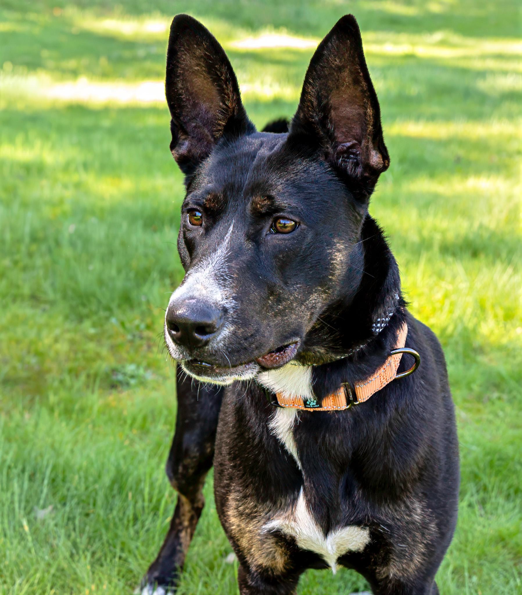 Enlarge Phoebe, a ADOPTABLE mixed breed in Jacksonville, OR image 4/6