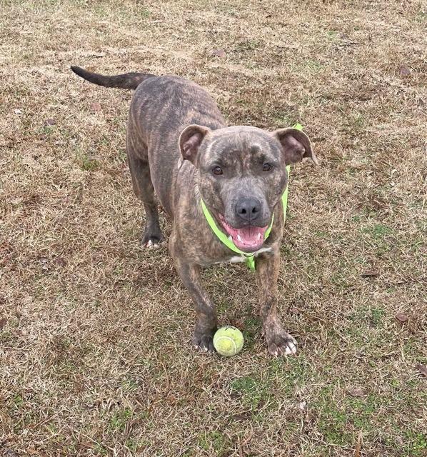 Cindy aka Bailey, Adopted, Young Female Pit Bull Terrier.