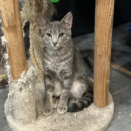 Robby, Adoptable, Young Male Domestic Short Hair.