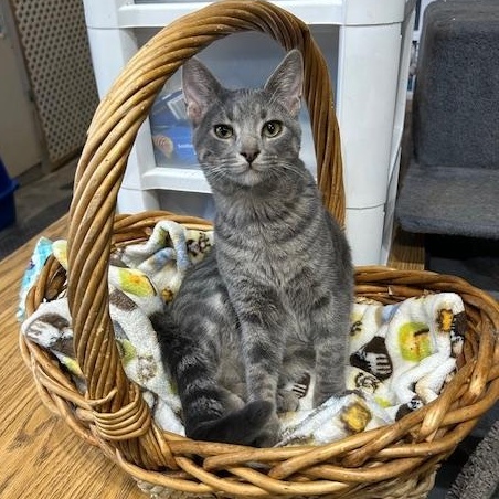 Enlarge Robby, a Adoptable Domestic Short Hair in Devils Lake, ND image 2/2