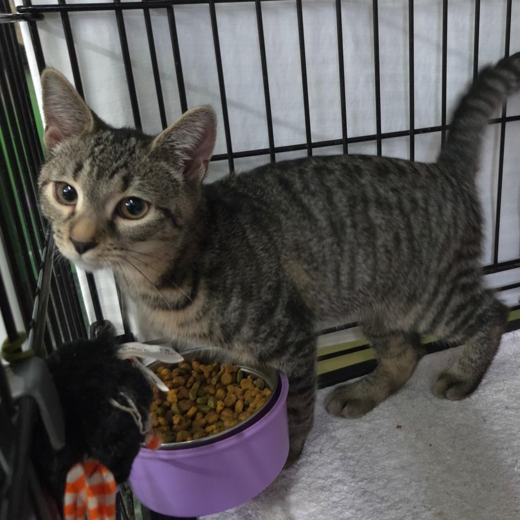 Enlarge Mushi, a Adoptable Domestic Short Hair in Jessup, MD image 1/1