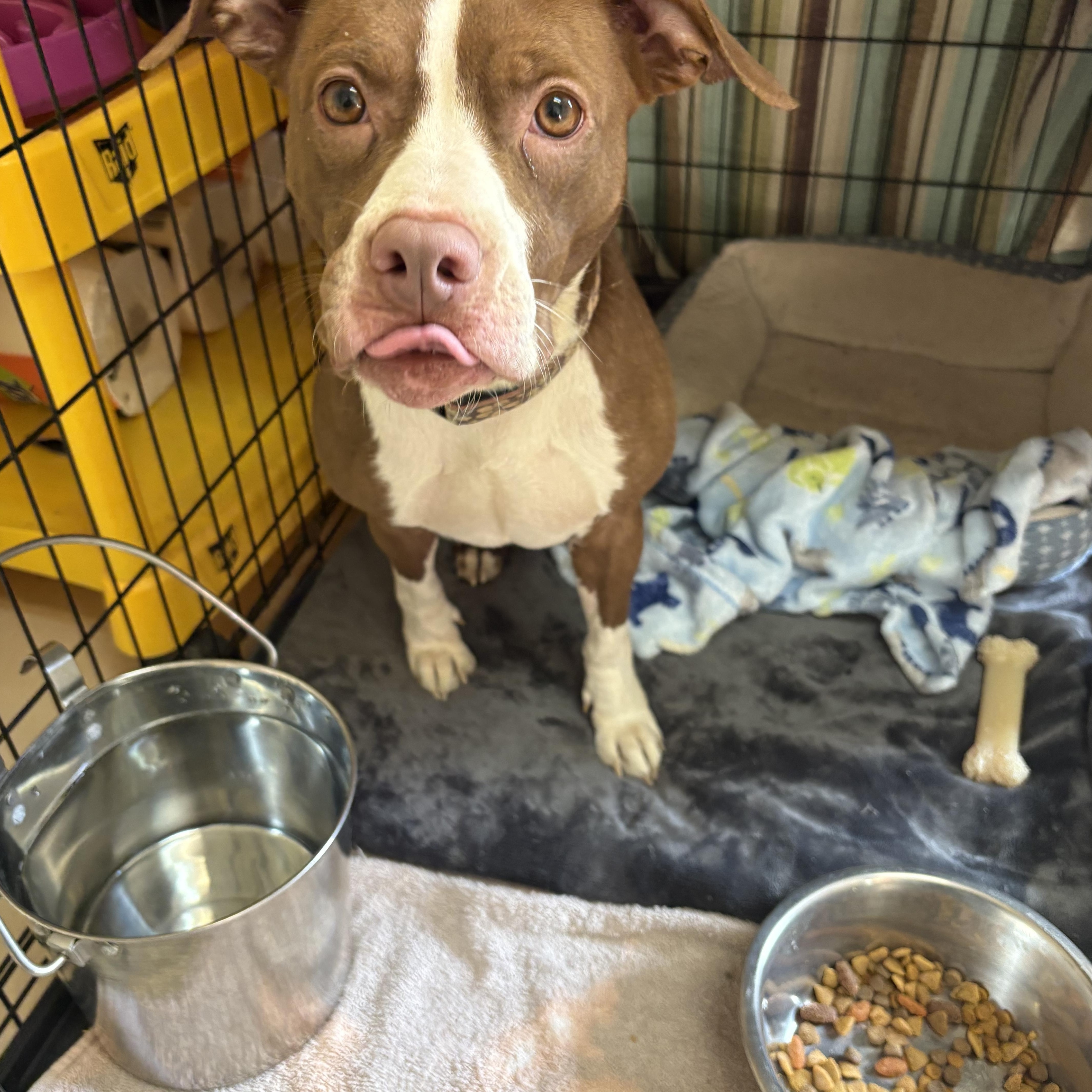 Honey, a Adoptable mixed breed in Saluda, VA image 1/5