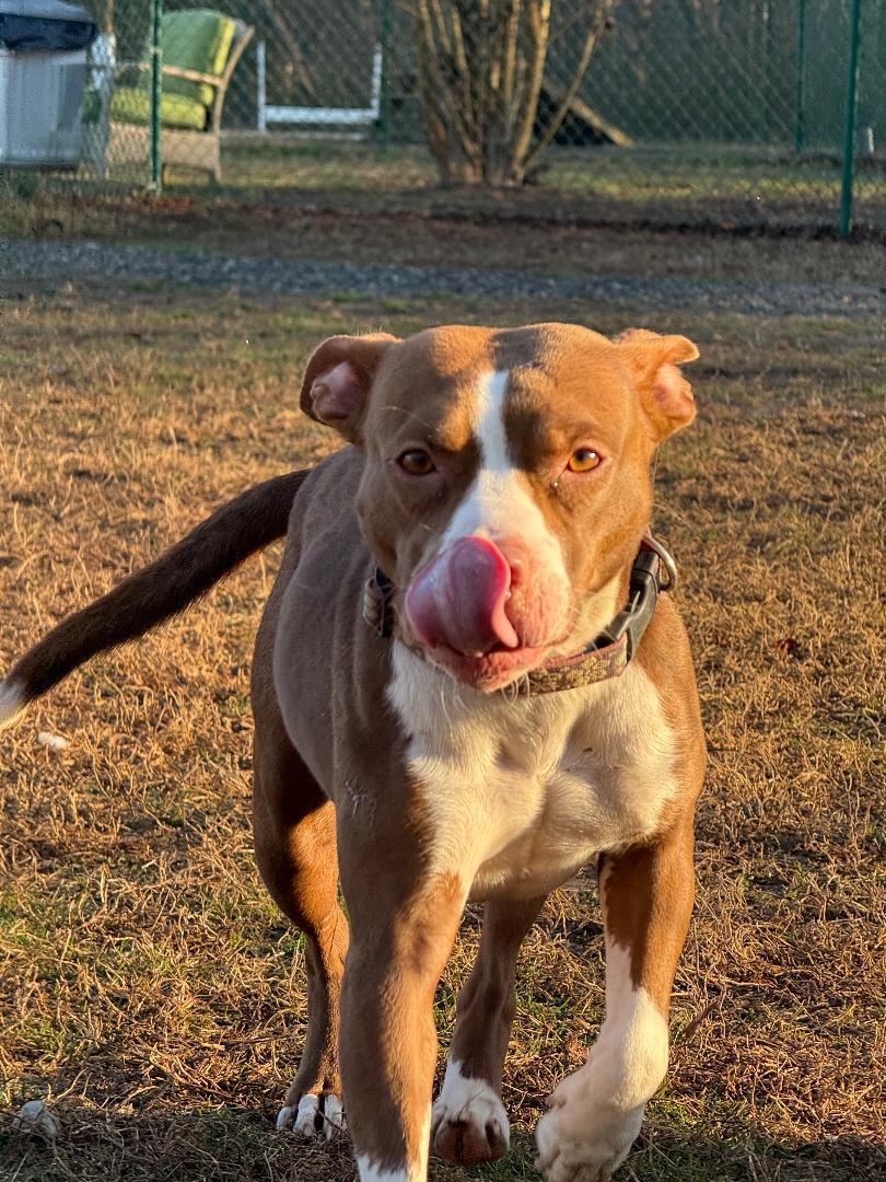 Honey, a Adoptable mixed breed in Saluda, VA image 2/5