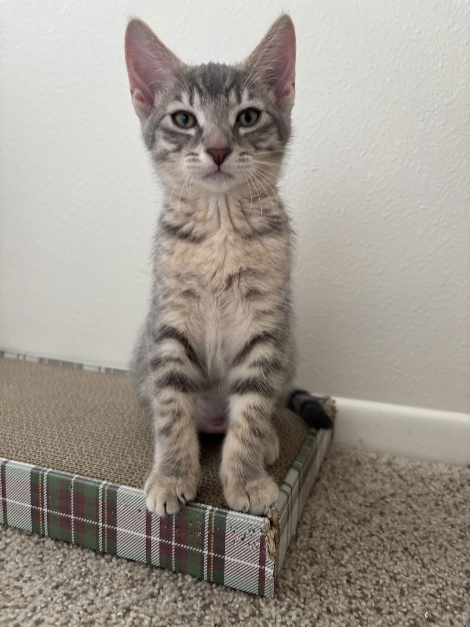 Freya, a Adoptable Domestic Short Hair in Burlington, WA image 1/3