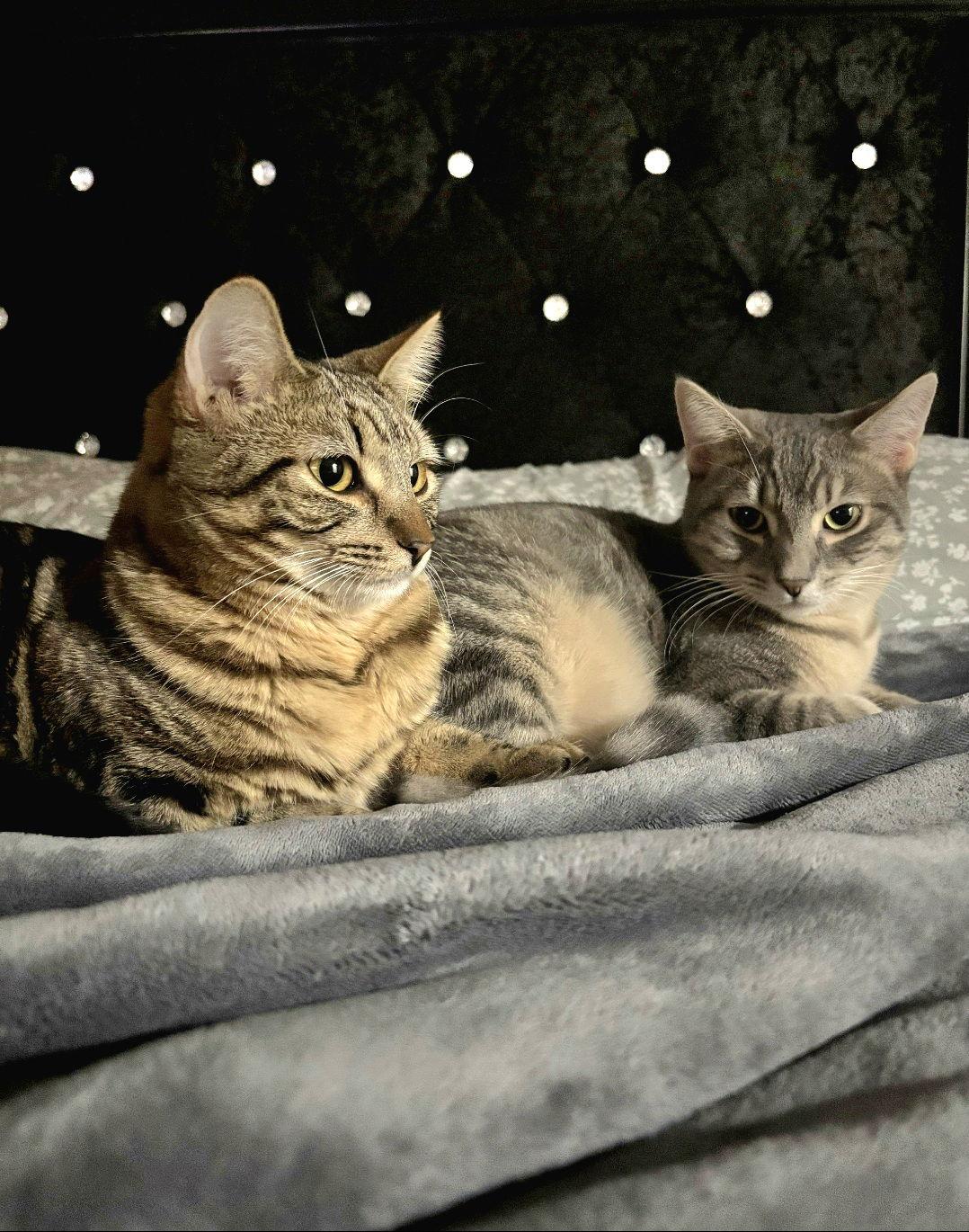 Freya, Adoptable, Young Female Domestic Short Hair.