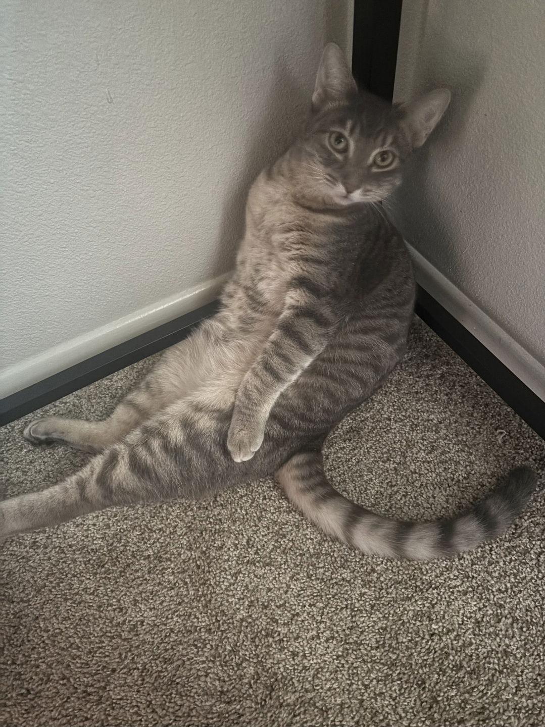 Enlarge Freya, a Adoptable Domestic Short Hair in Burlington, WA image 2/3