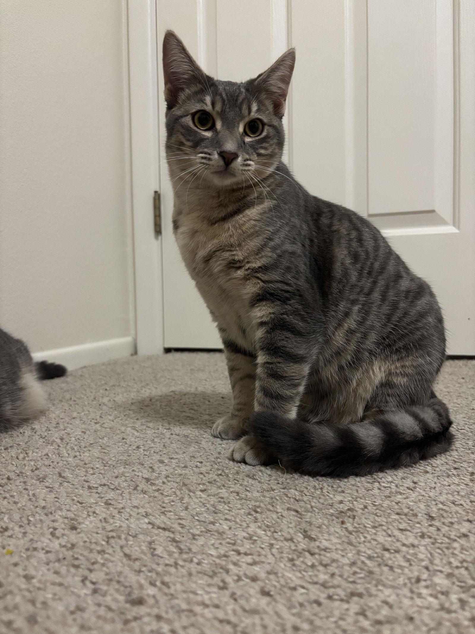 Freya, a Adoptable Domestic Short Hair in Burlington, WA image 2/3