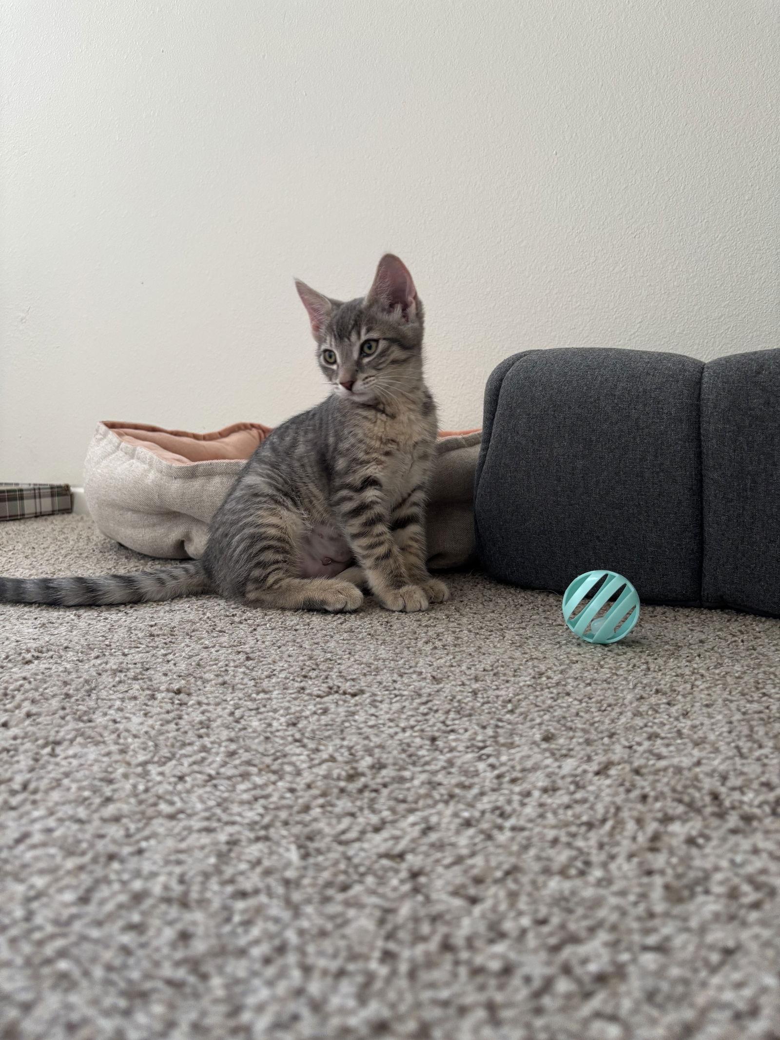 Freya, a Adoptable Domestic Short Hair in Burlington, WA image 3/3