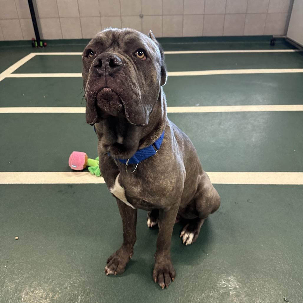 Yeti, Adoptable, Young Male Mixed Breed.