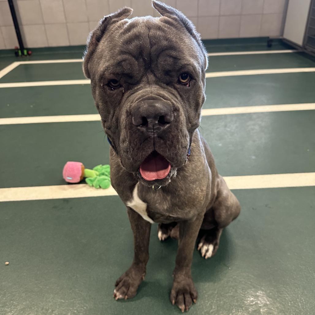 Enlarge Yeti, a Adoptable Mixed Breed in Hinsdale, IL image 2/4