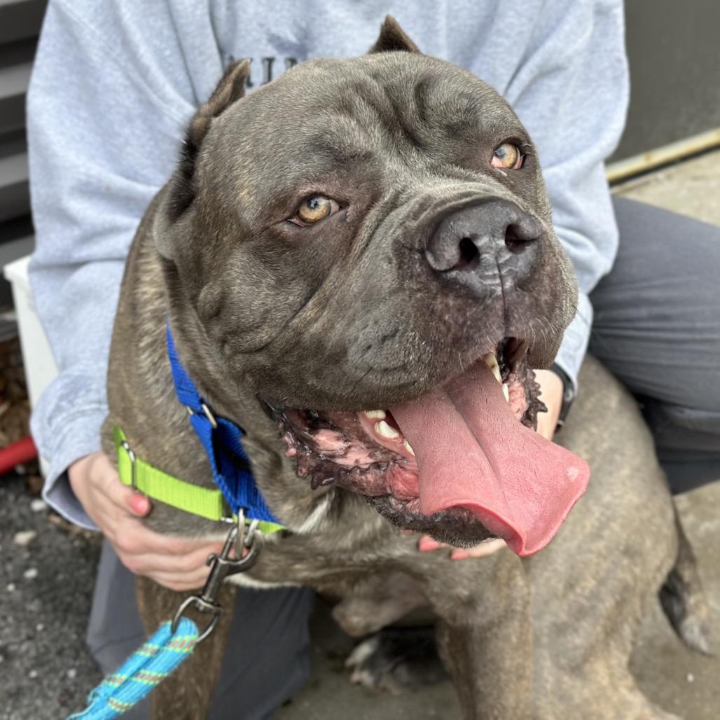 Enlarge Yeti, a Adoptable Mixed Breed in Hinsdale, IL image 3/4