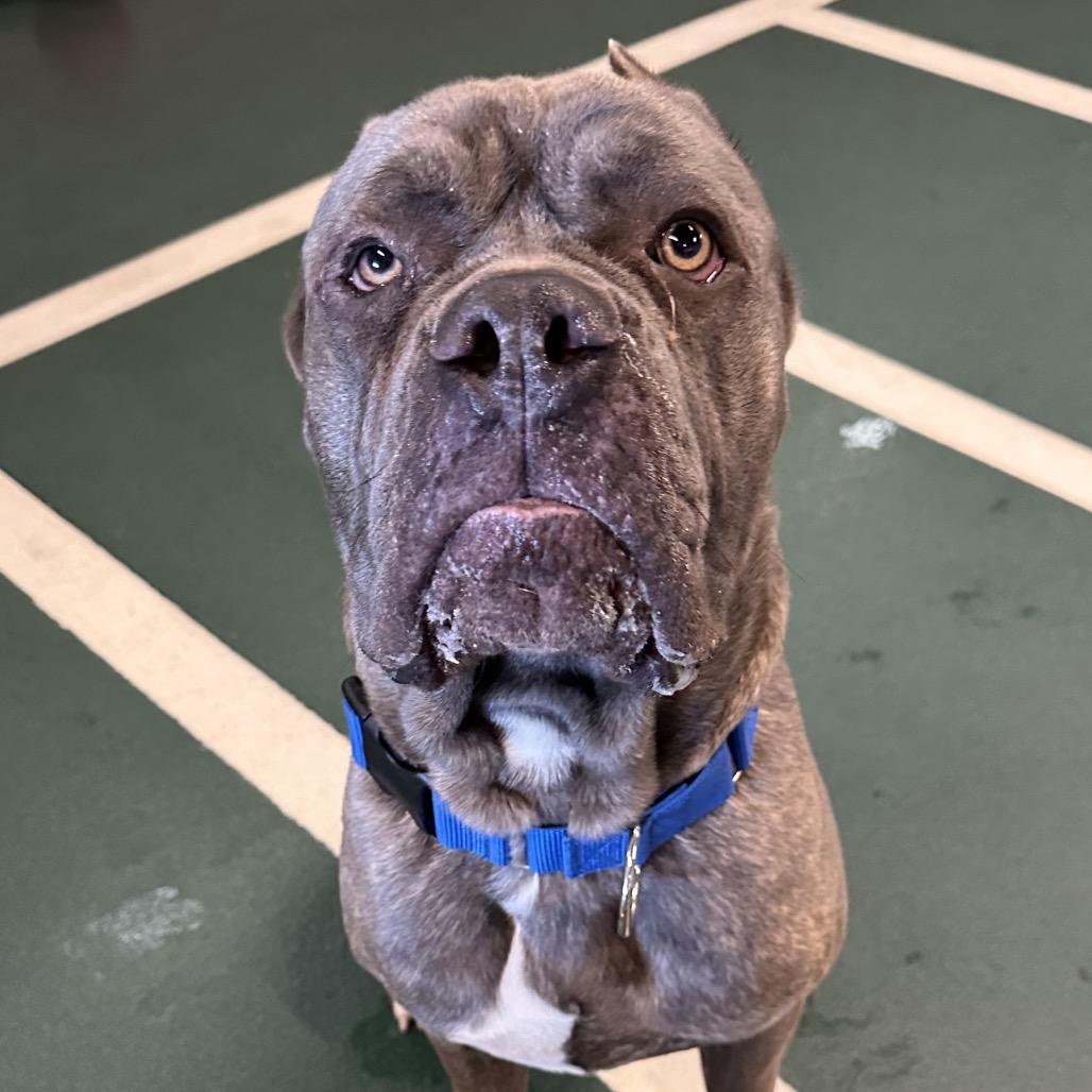 Enlarge Yeti, a Adoptable Mixed Breed in Hinsdale, IL image 4/4