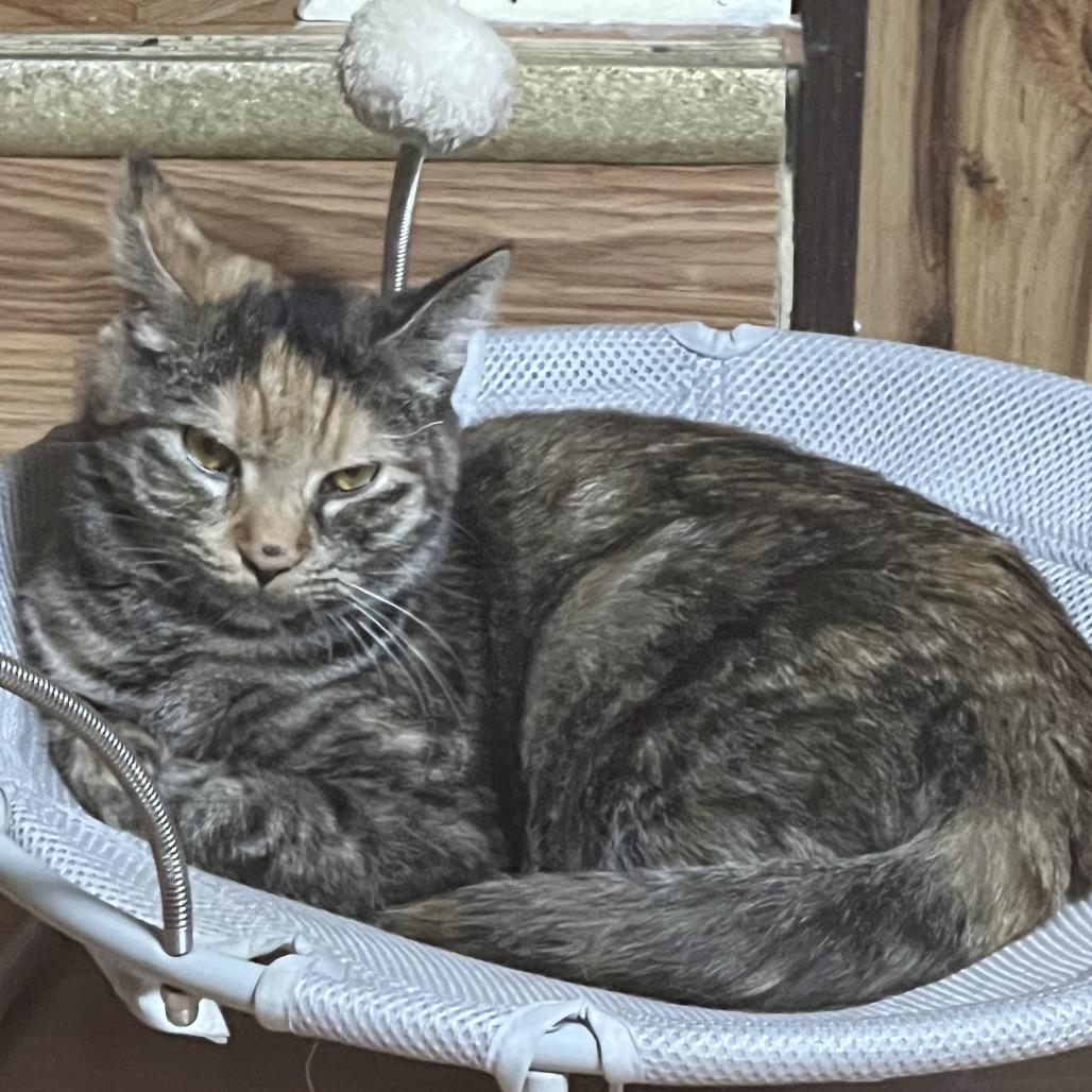 Patches, Adoptable, Adult Female Domestic Short Hair.