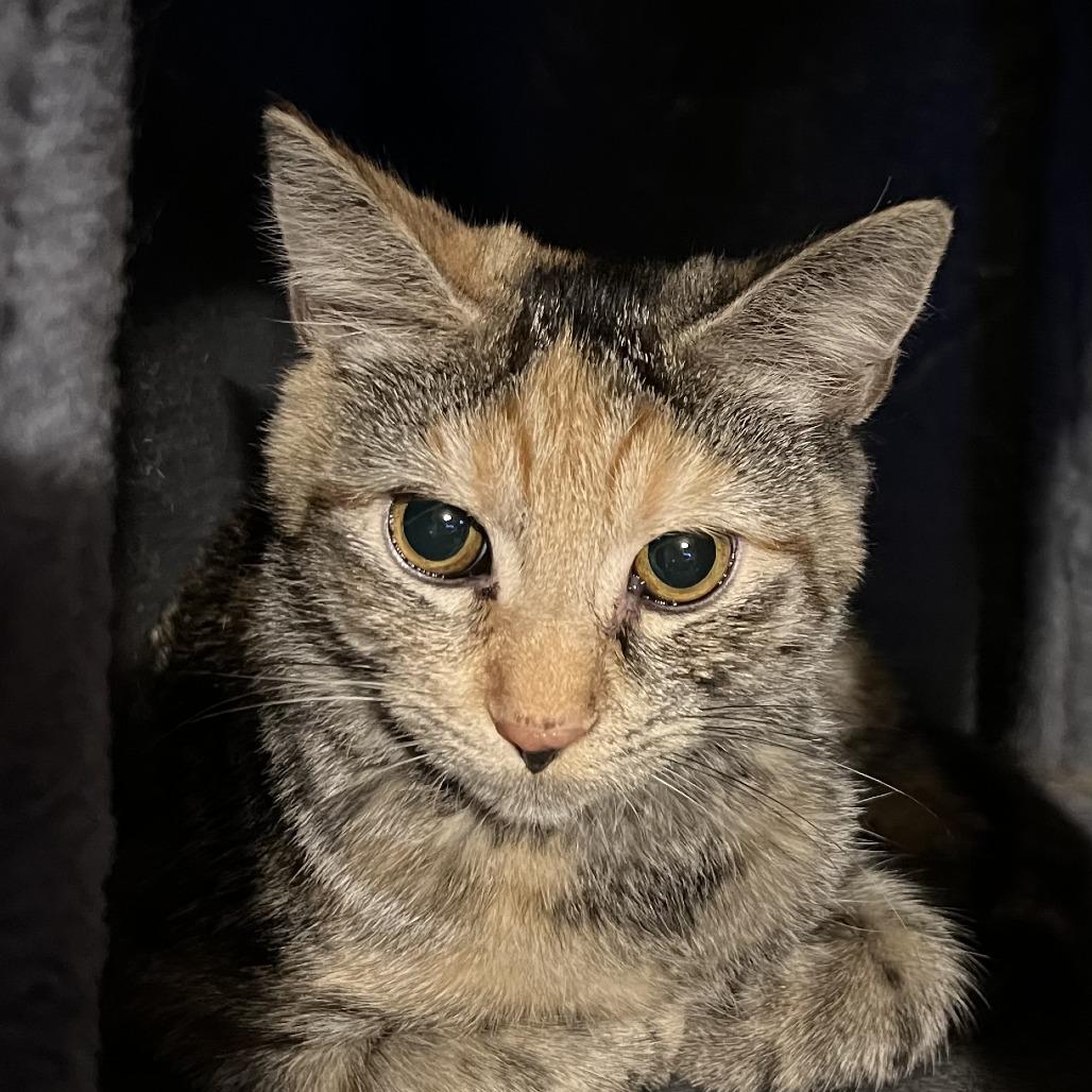 Enlarge Patches, a Adoptable Domestic Short Hair in Ringtown, PA image 2/4