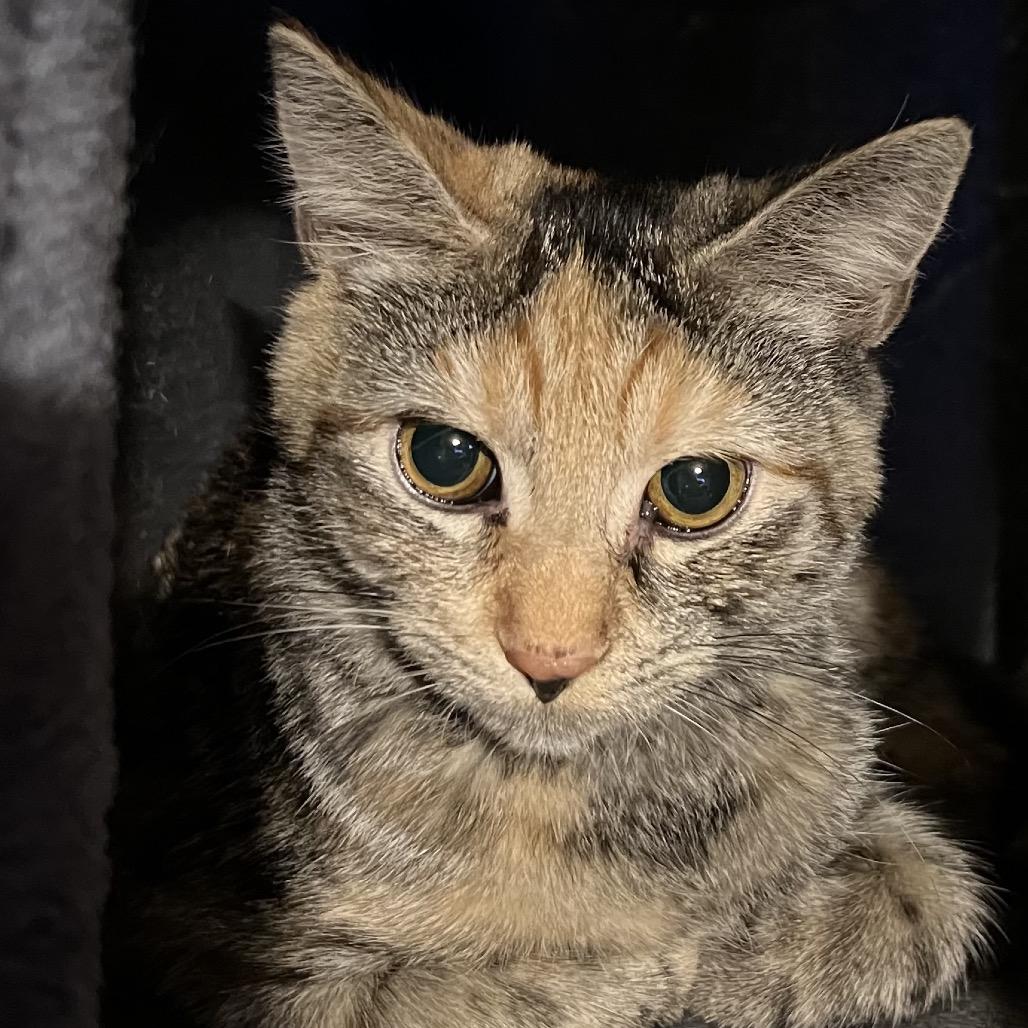 Enlarge Patches, a Adoptable Domestic Short Hair in Ringtown, PA image 3/4