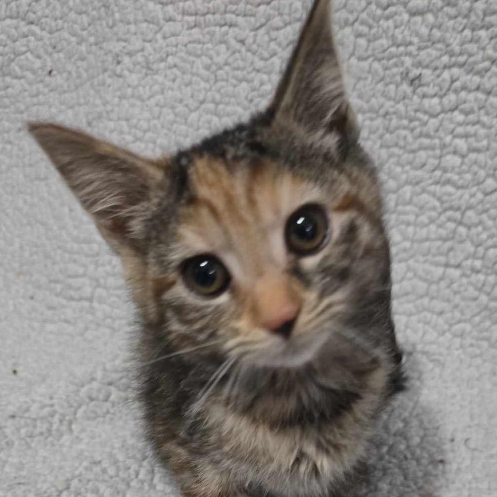 Enlarge Patches, a Adoptable Domestic Short Hair in Ringtown, PA image 4/4