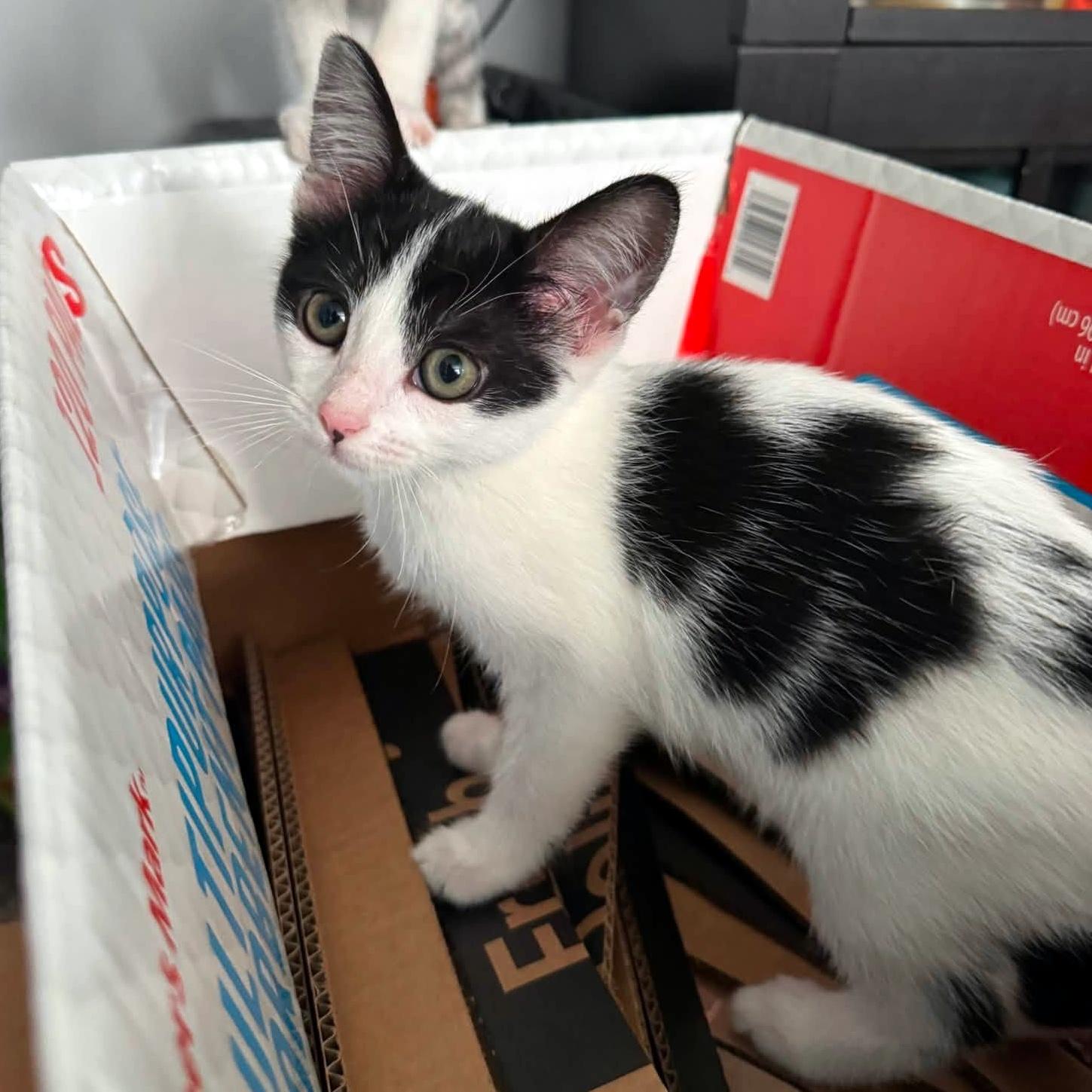 Bluebell, adopted, Kitten Female Domestic Short Hair.